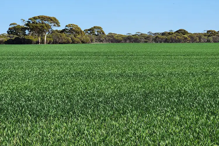 Sixth view of Homely rural property listing, Murray Rocks Road, Hyden WA 6359