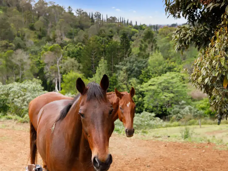 Seventh view of Homely rural property listing, 534 Savages Road, Brookfield QLD 4069