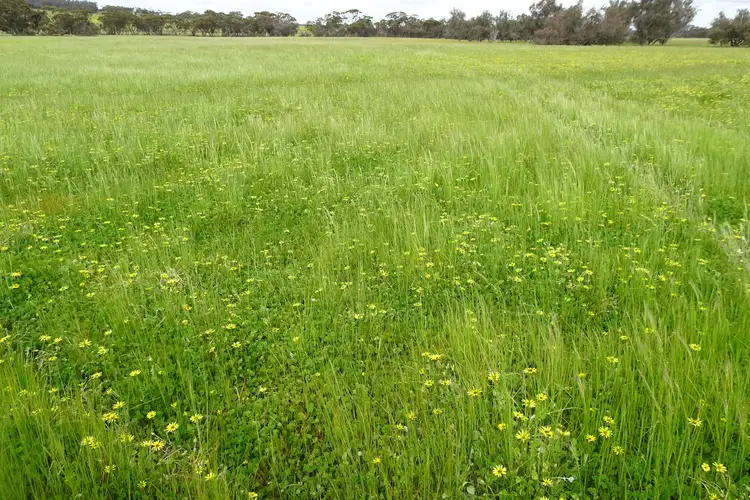 Sixth view of Homely rural property listing, 411 Edwards Road, Wandering WA 6308