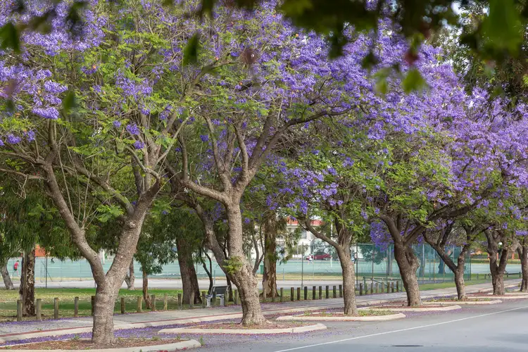 Fourth view of Homely land listing, 184A Armadale Road, Rivervale WA 6103