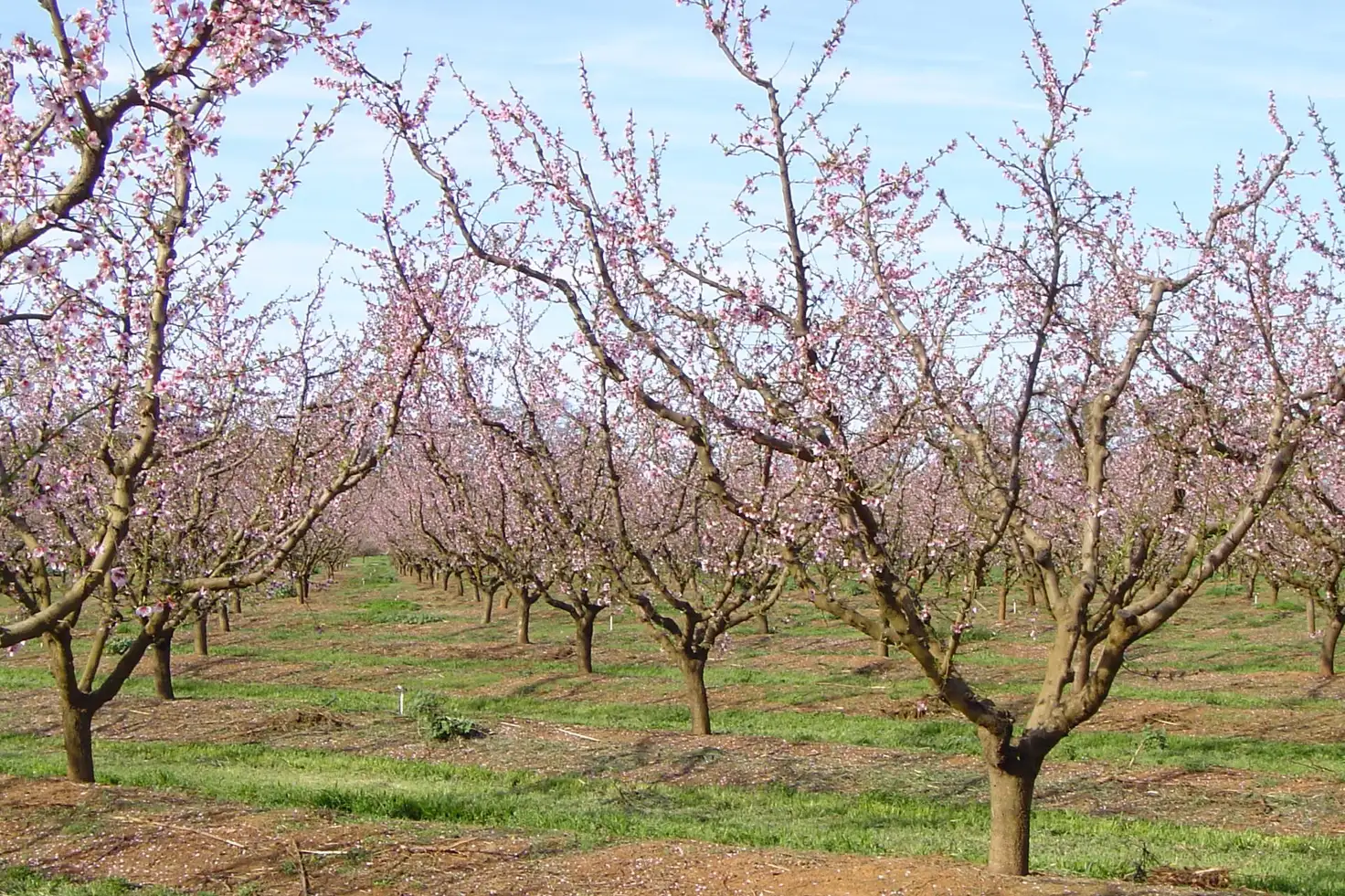 Main view of Homely land listing, 1400 Larissa Road, Cobram VIC 3644