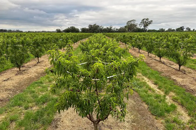 Second view of Homely land listing, 1400 Larissa Road, Cobram VIC 3644