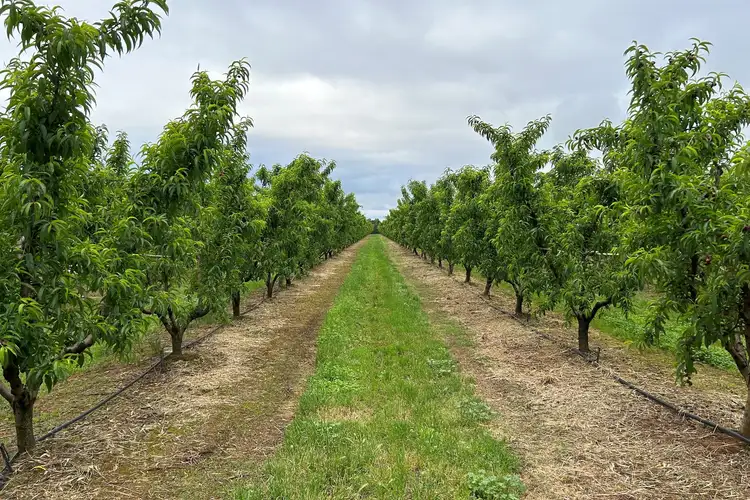 Third view of Homely land listing, 1400 Larissa Road, Cobram VIC 3644