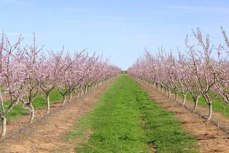 Fifth view of Homely land listing, 1400 Larissa Road, Cobram VIC 3644