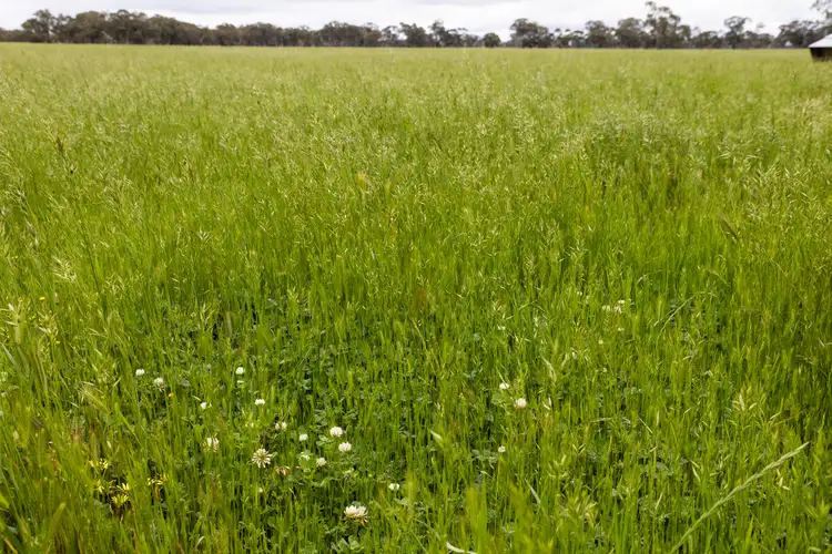 Third view of Homely rural property listing, Chapmans Lane, Tooan VIC 3409