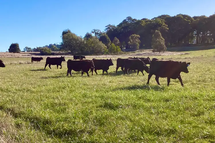 Fourth view of Homely rural property listing, 437 Creek Junction Road Kithbrook Via, Strathbogie VIC 3666