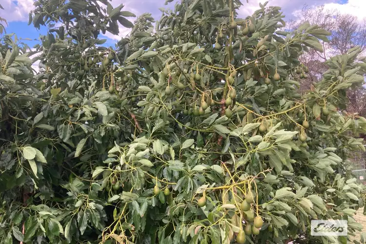 Sixth view of Homely rural property listing, 16 Raapita Road, Toorloo Arm VIC 3909