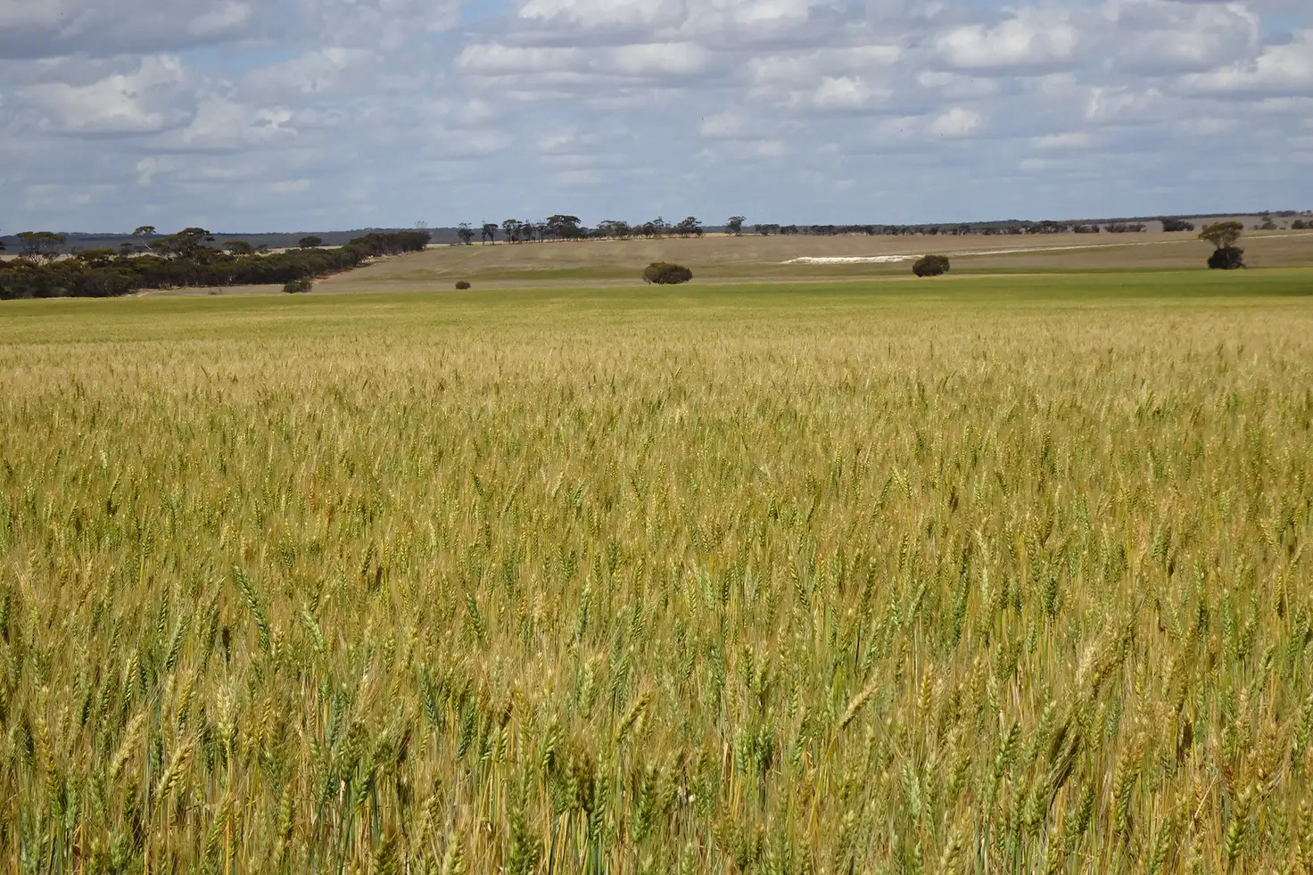 Main view of Homely rural property listing, 1112 Bendering Road East, Kondinin WA 6367