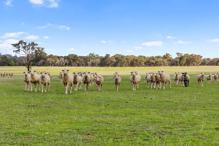 Fifth view of Homely land listing, 323 Hokins Road, Ravenswood VIC 3453