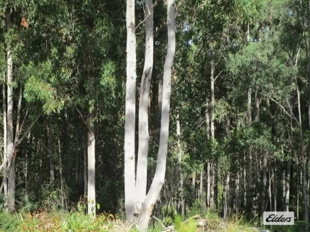 Fifth view of Homely rural property listing, Lakeside Drive, Acacia Hills TAS 7306