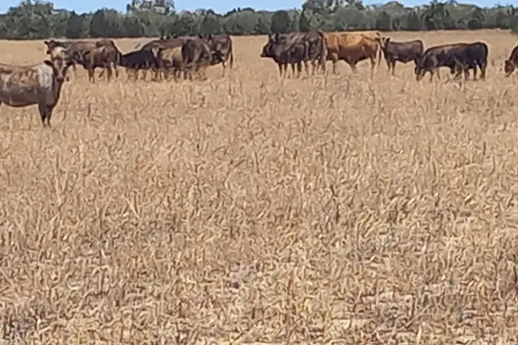 Seventh view of Homely rural property listing, Lot 10055 Dawson -Touche Road, Carnamah WA 6517