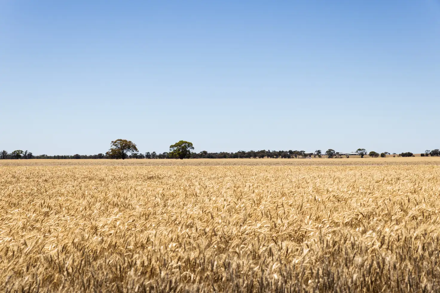 Main view of Homely rural property listing, Tarrant Road, Warracknabeal VIC 3393
