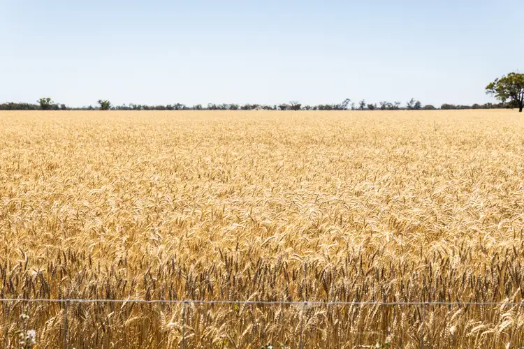 Seventh view of Homely rural property listing, Tarrant Road, Warracknabeal VIC 3393