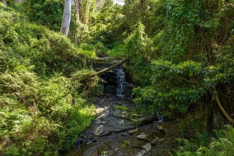 Fifth view of Homely rural property listing, 1592 Tarra Valley Road, Tarra Valley VIC 3971
