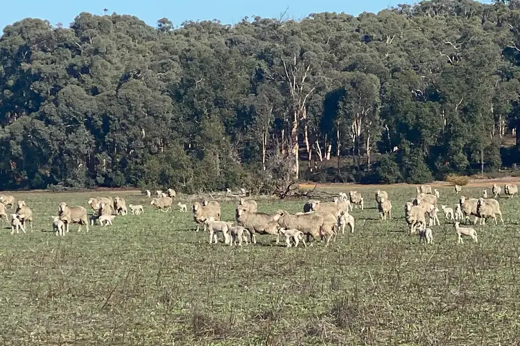 Seventh view of Homely rural property listing, 833 Wambyn Road, Inkpen WA 6302