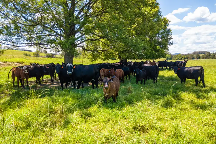 Sixth view of Homely rural property listing, 873 Upper Monkerai Road, Dungog NSW 2420