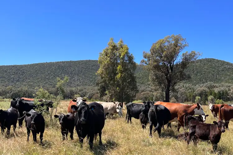 Fourth view of Homely rural property listing, 1168 Kangarooby Road, Gooloogong NSW 2805