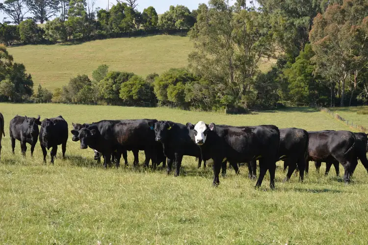 Fifth view of Homely rural property listing, 80 Cooks Road, Dumbalk VIC 3956