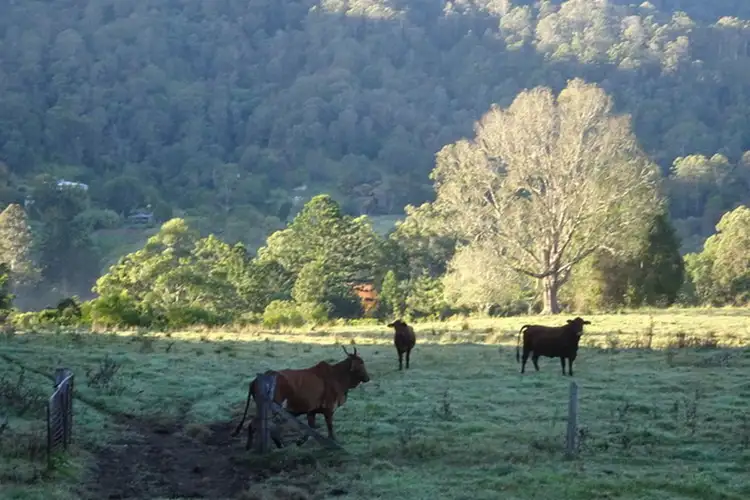 Second view of Homely rural property listing, 254 Atkins Road, Larnook NSW 2480