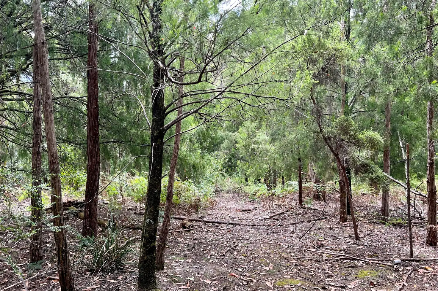 Main view of Homely rural property listing, 2023A Pipers River Road, Pipers River TAS 7252