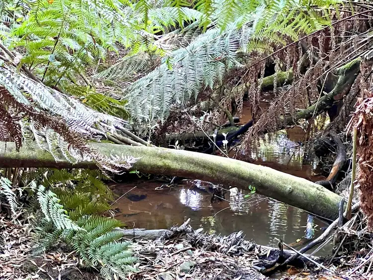 Third view of Homely rural property listing, 2023A Pipers River Road, Pipers River TAS 7252