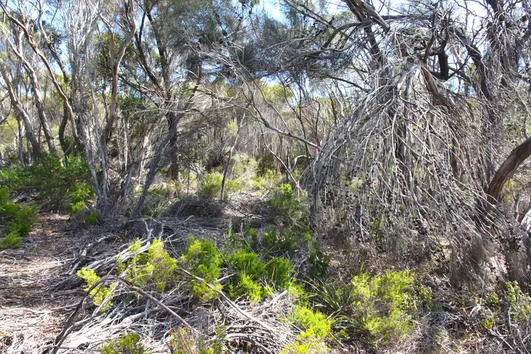 Fourth view of Homely rural property listing, Lot 51 American River Road, Muston SA 5221