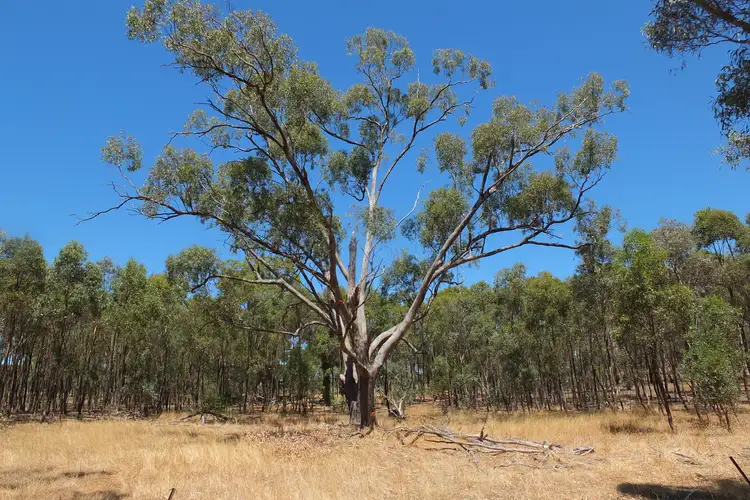 Fourth view of Homely rural property listing, 2760 Avoca-Bealiba Road, Archdale VIC 3475
