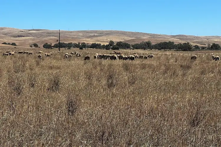 Fifth view of Homely rural property listing, A2 & S36 Gerschwitz & Bank Road, Sedan SA 5353