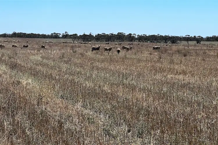 Sixth view of Homely rural property listing, A2 & S36 Gerschwitz & Bank Road, Sedan SA 5353