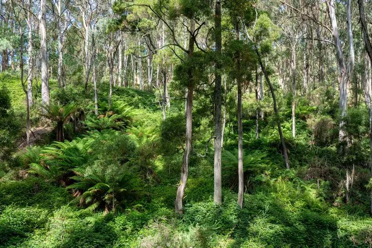 Fourth view of Homely rural property listing, 1024 Tames Road, Strathbogie VIC 3666