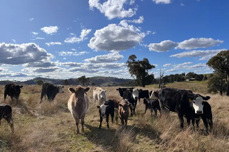 Fourth view of Homely rural property listing, 88 Old Wheeo Road, Taylors Flat NSW 2586