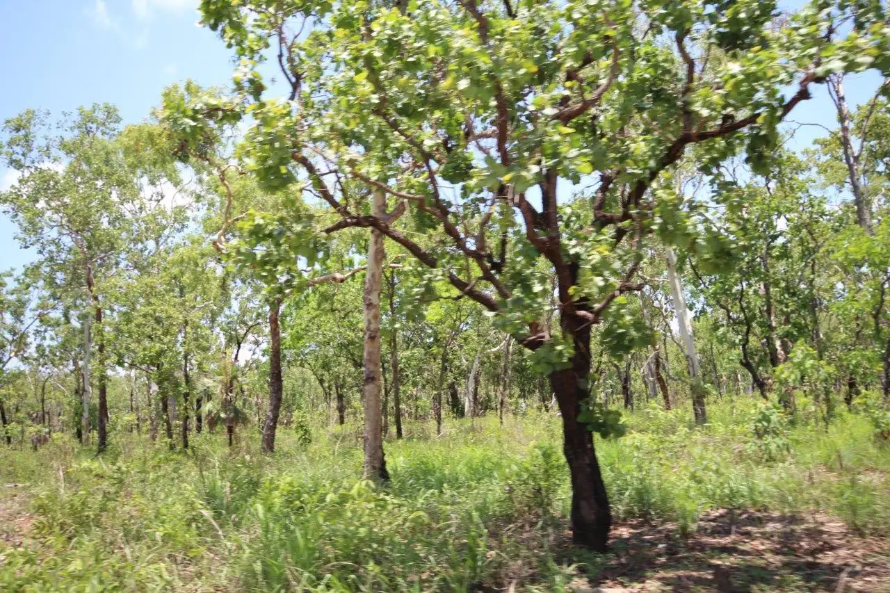 Main view of Homely land listing, 85 Crater Lake Road, Batchelor NT 845