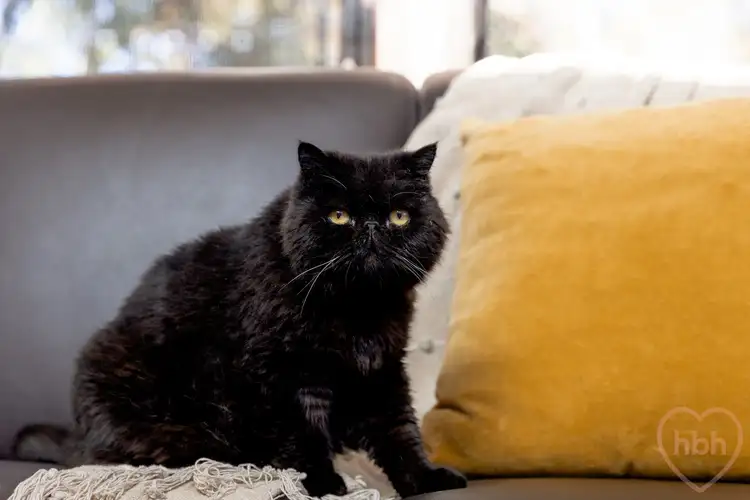 Third view of Homely house listing, 23 Collingridge Street, Weston ACT 2611