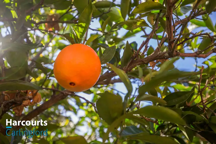 Sixth view of Homely house listing, 10 Bellevue Drive, Carlingford NSW 2118