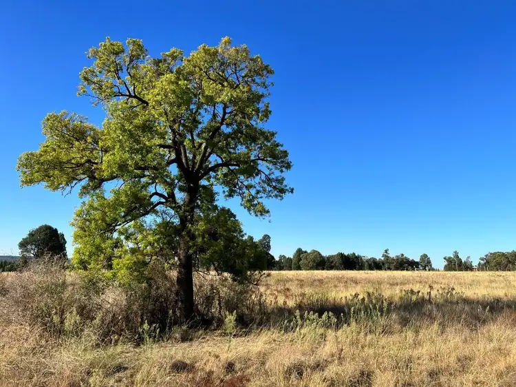 Second view of Homely rural property listing, 501 Elong Elong Road, Elong Elong NSW 2831