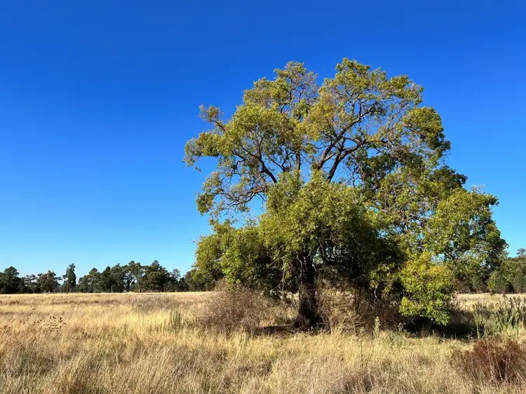 Sixth view of Homely rural property listing, 501 Elong Elong Road, Elong Elong NSW 2831