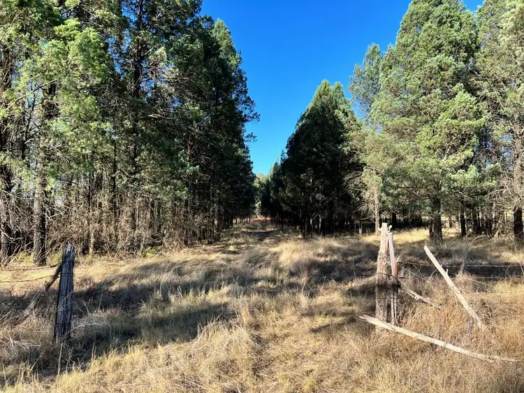 Seventh view of Homely rural property listing, 501 Elong Elong Road, Elong Elong NSW 2831