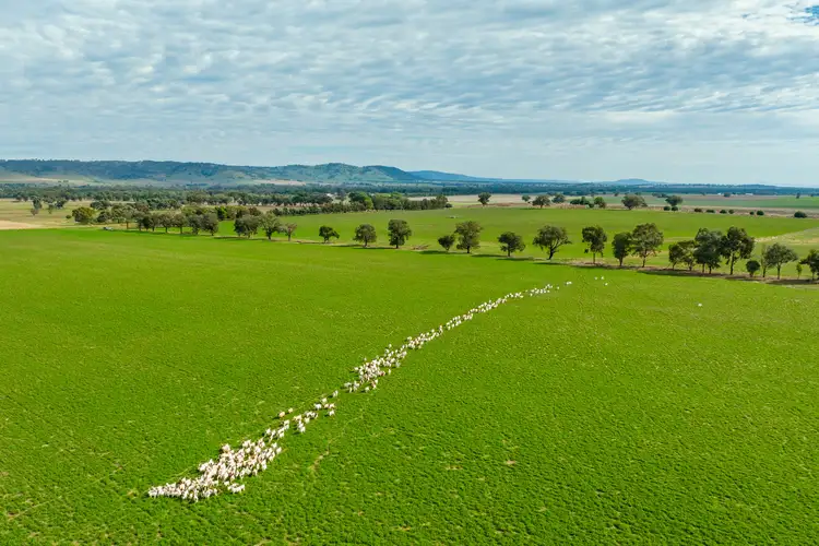 Main view of Homely rural property listing, 299 Allans Road, Wattamondara NSW 2794