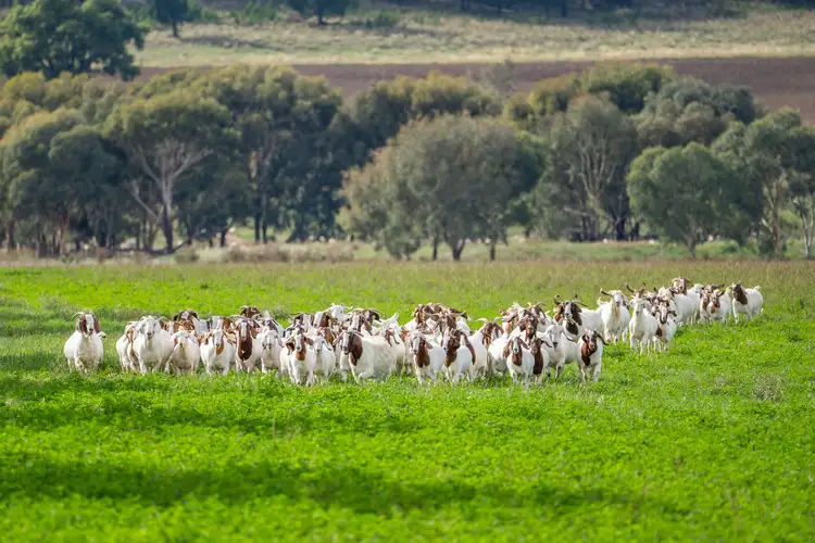 Second view of Homely rural property listing, 299 Allans Road, Wattamondara NSW 2794