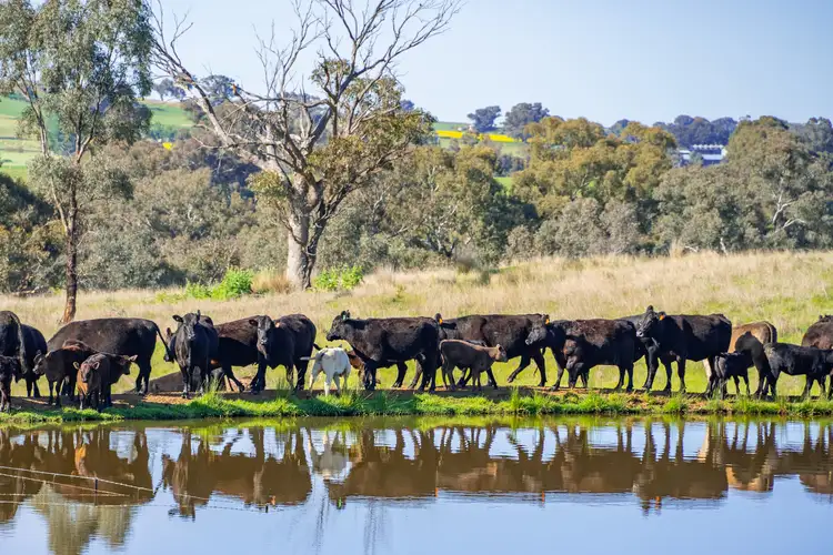 Third view of Homely rural property listing, Mid-Western Highway, Cowra NSW 2794
