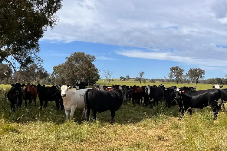 Third view of Homely rural property listing, 708 Garland Road, Lyndhurst NSW 2797