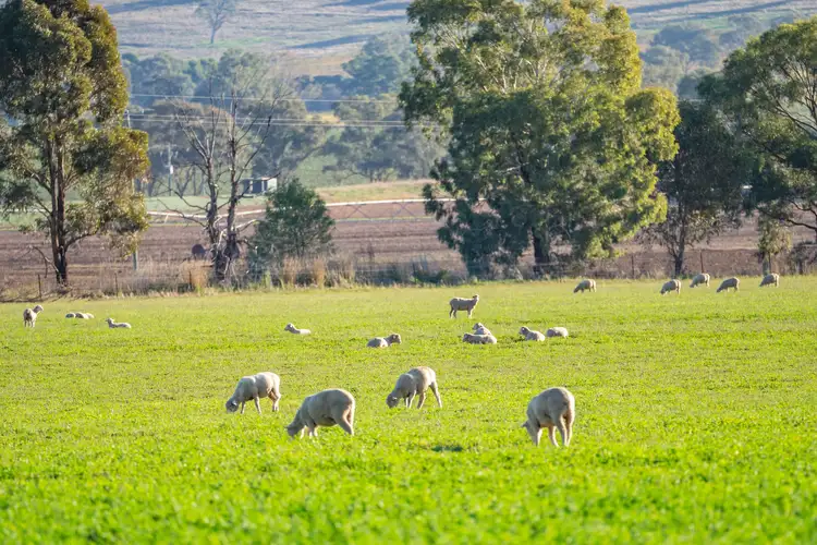 Second view of Homely rural property listing, 191 Troopers Road, Canowindra NSW 2804