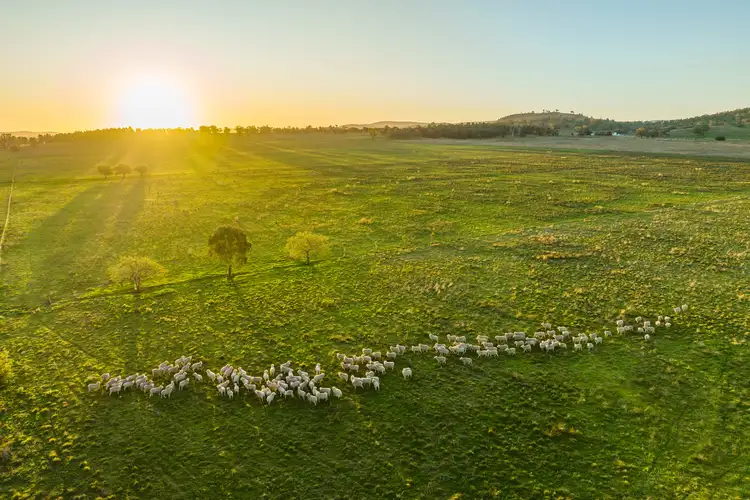 Fifth view of Homely rural property listing, 1022 Nangar Road, Canowindra NSW 2804