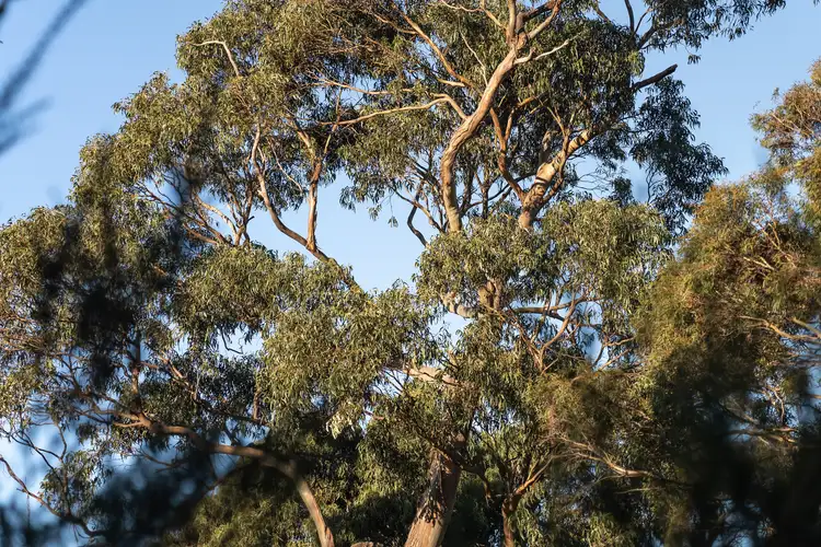 Fifth view of Homely land listing, 60 Treloggen Drive, Binalong Bay TAS 7216