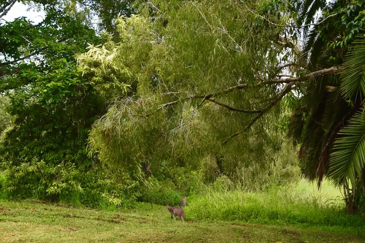 Fourth view of Homely rural property listing, 71 Falls Road, Nimbin NSW 2480
