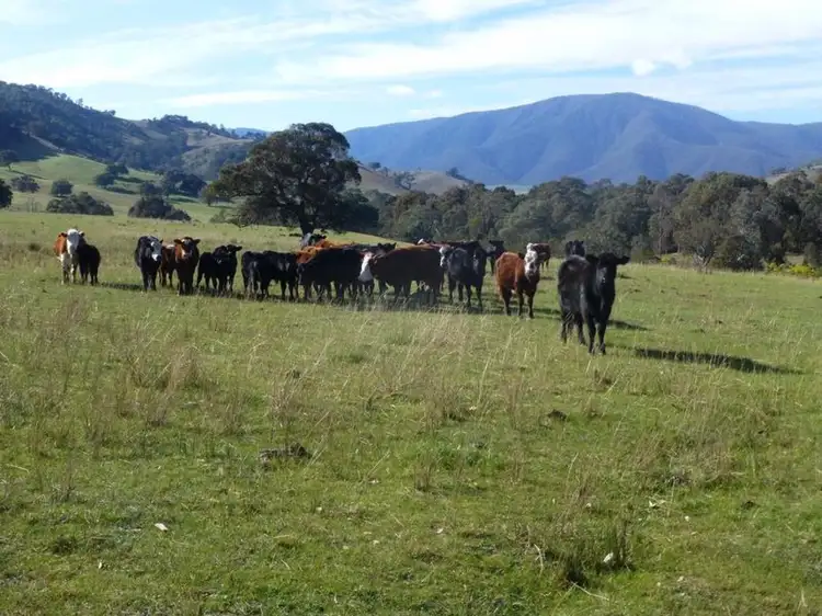 Fourth view of Homely rural property listing, 738 Bindi Road, Bindi VIC 3896