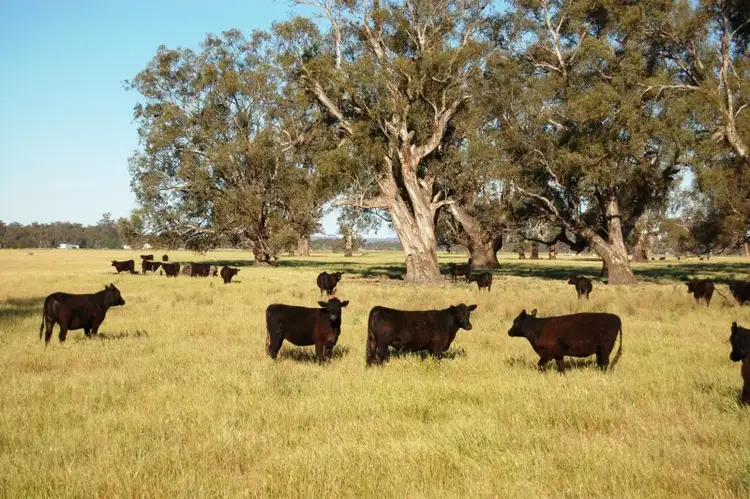 Main view of Homely rural property listing, Berryjerry Station, Wagga Wagga NSW 2650