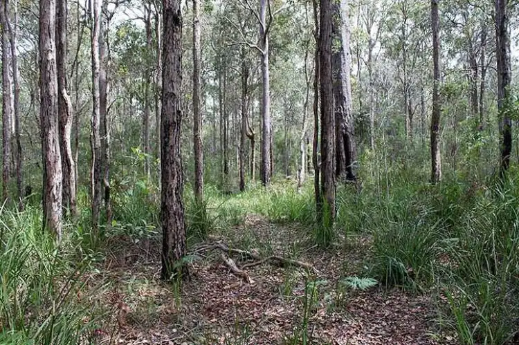 Seventh view of Homely rural property listing, Lot 6 Maria River Road, Crescent Head NSW 2440