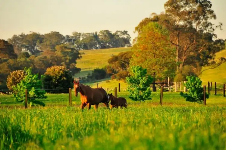 Fifth view of Homely rural property listing, 110 Finns Road, Menangle NSW 2568