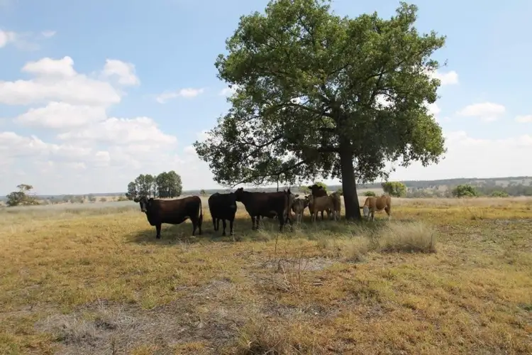 Sixth view of Homely rural property listing, 885 Boomley Road, Dunedoo NSW 2844